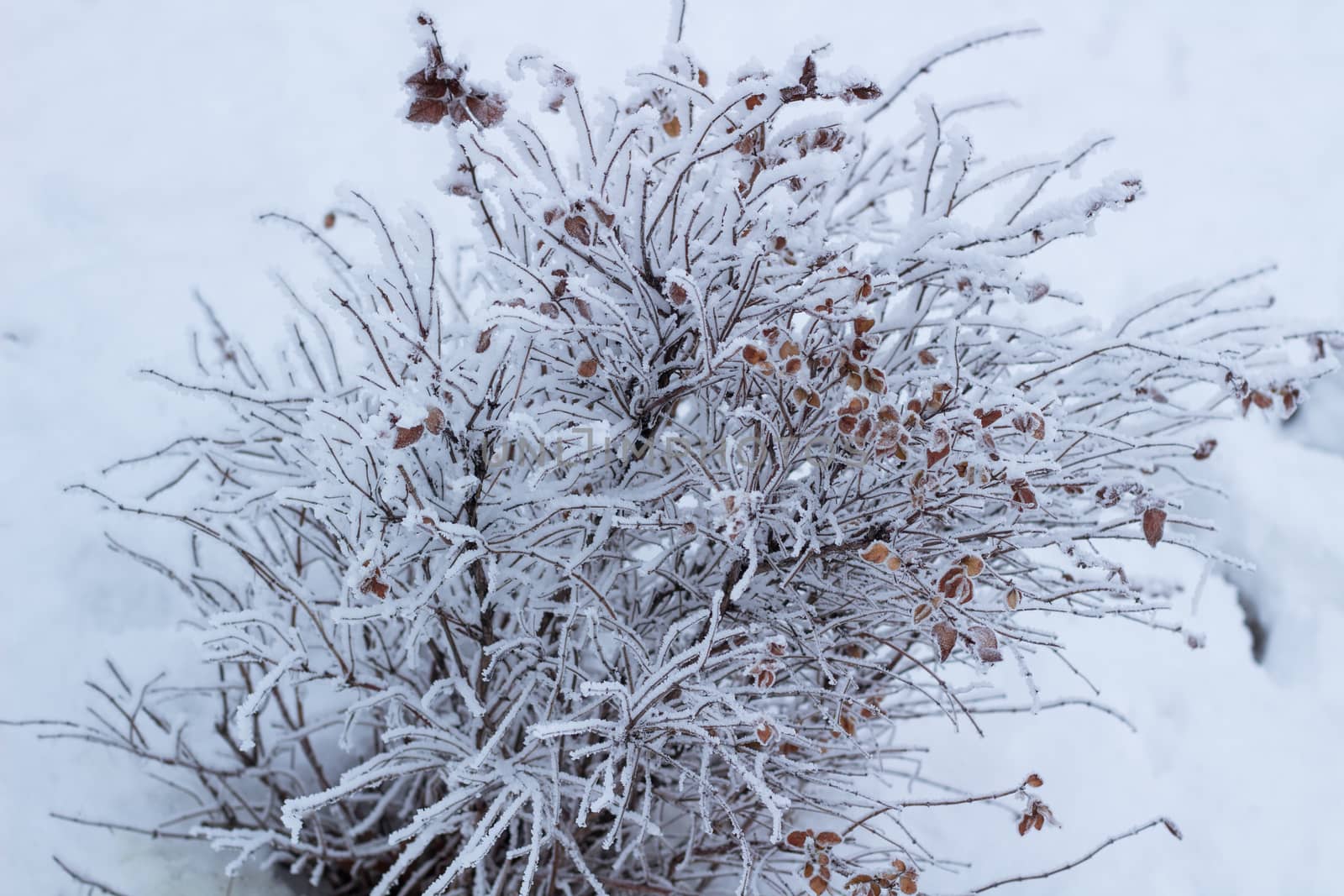 Frosty winter plant details close-up covered with cold white snow