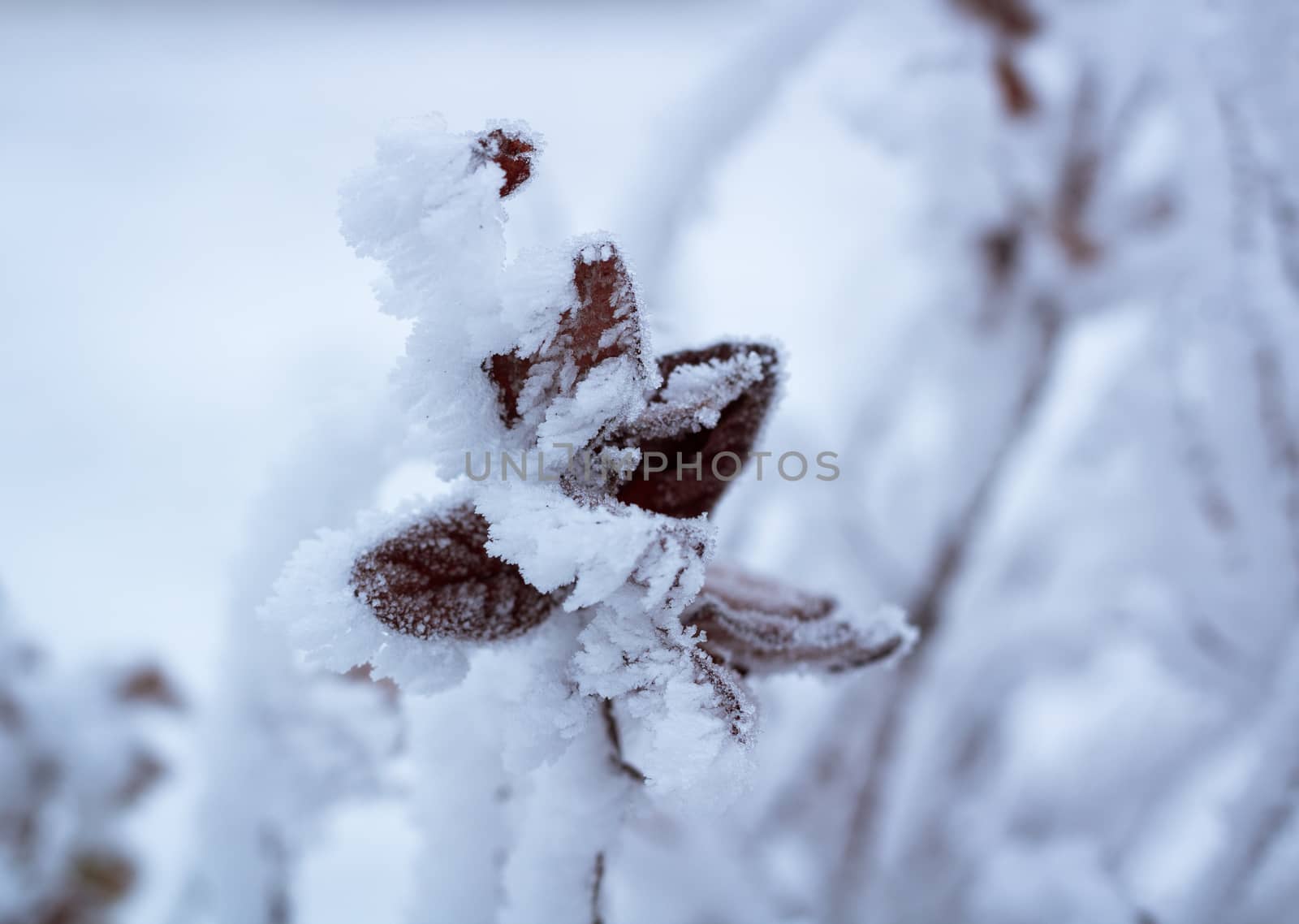 Frosty winter plant details close-up covered with cold white snow