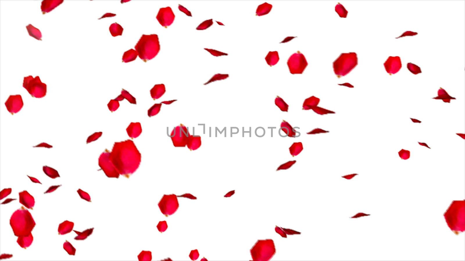Rose petals isolated on white background. 3d rendering. by nolimit046