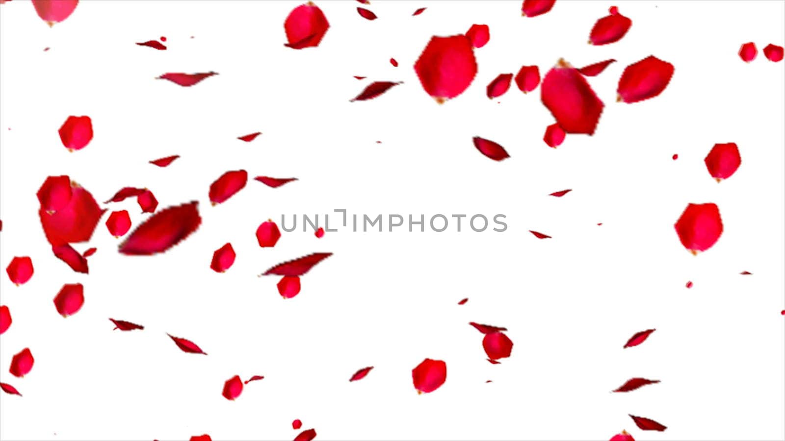 Rose petals isolated on white background. 3d rendering