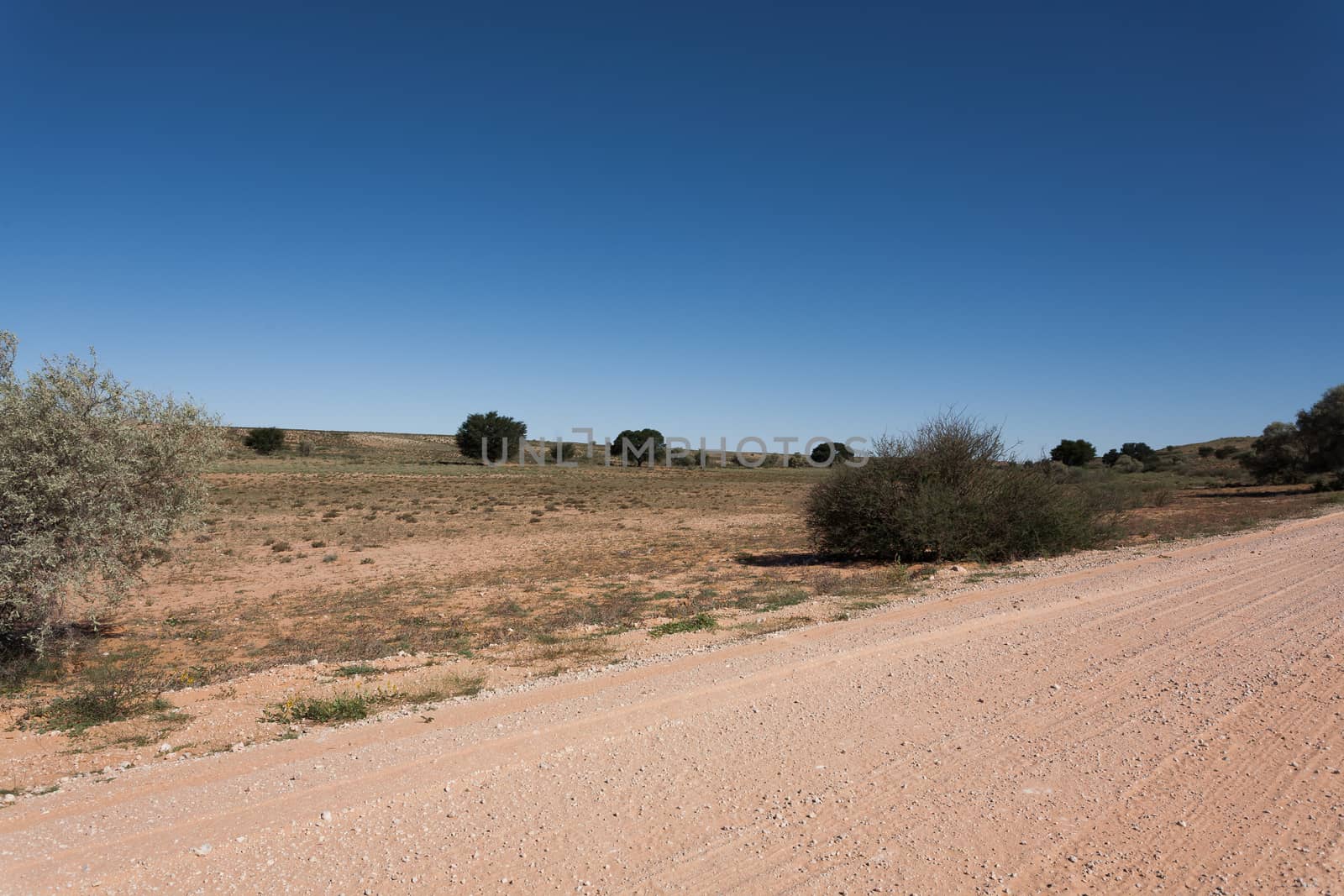 A view from Kgalagadi Transfontier Park, South Africa