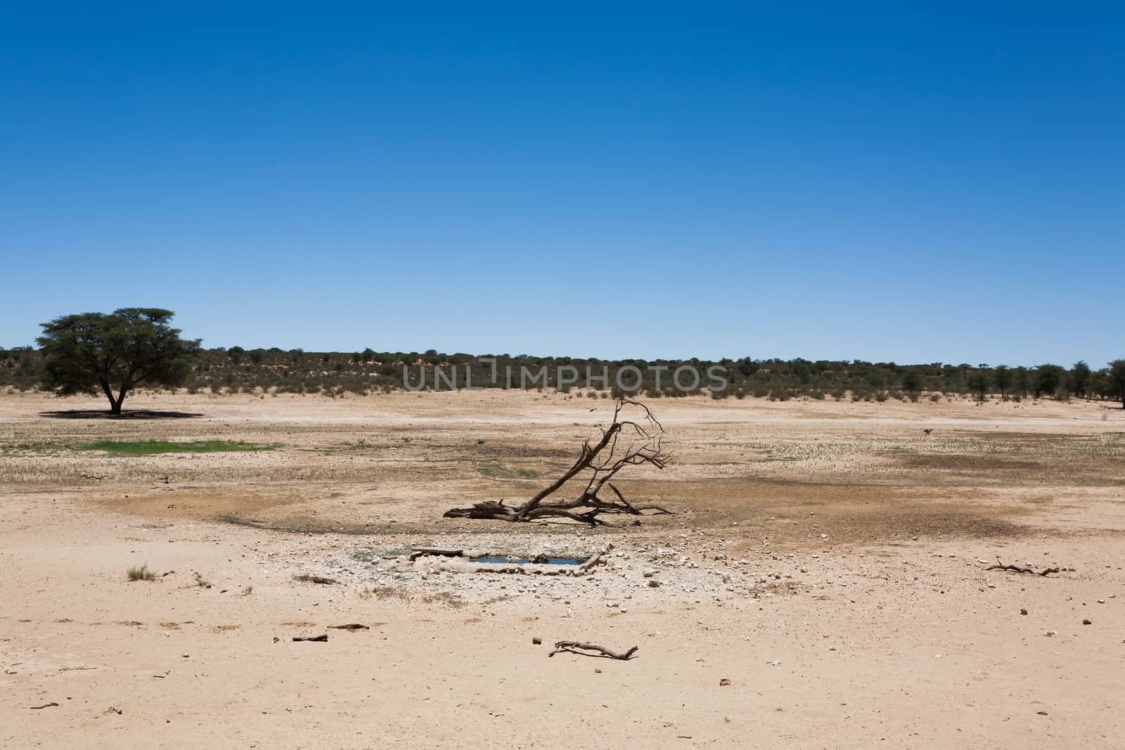 Panorama from Kgalagadi National Park, South Africa