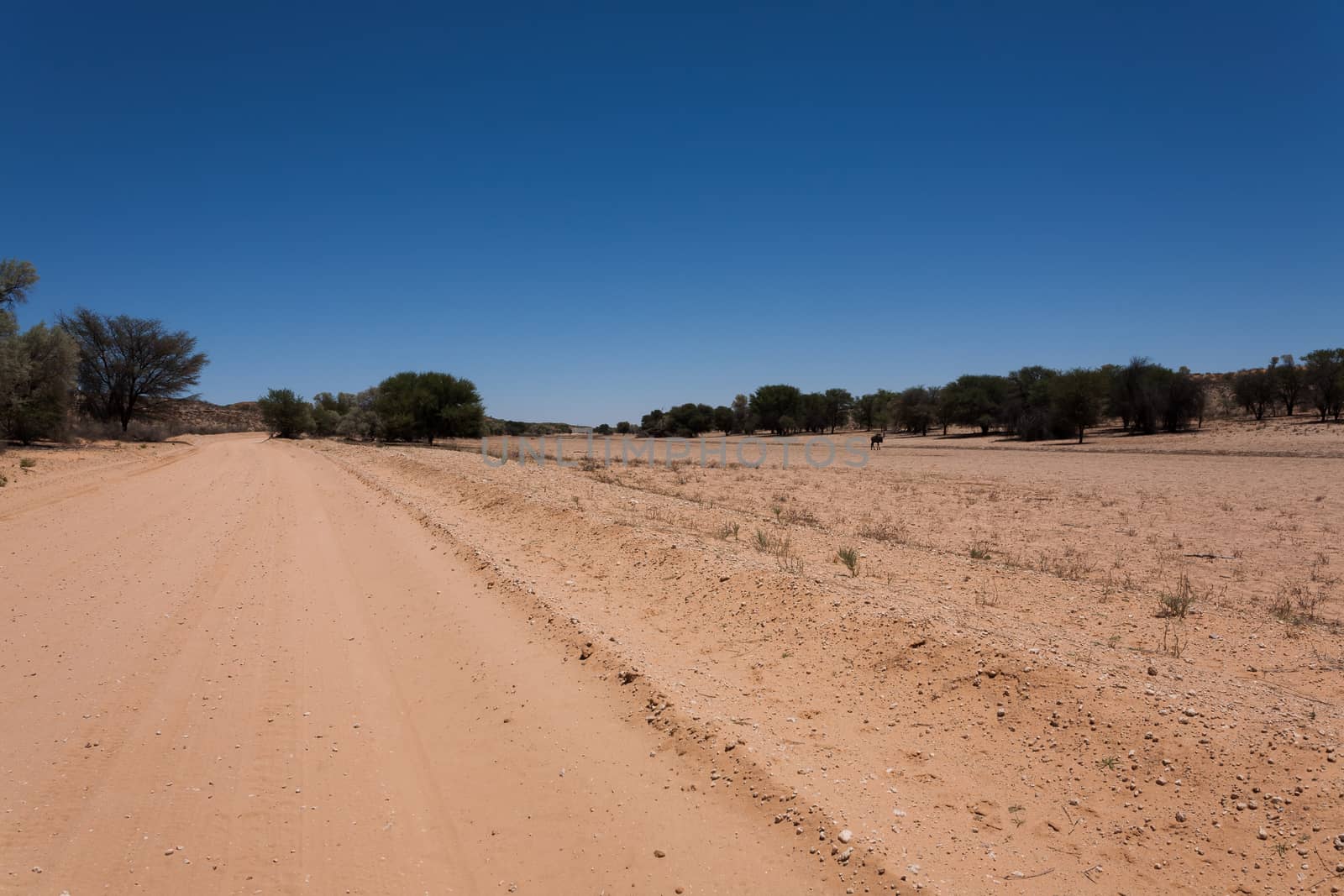 Panorama from Kgalagadi National Park, South Africa