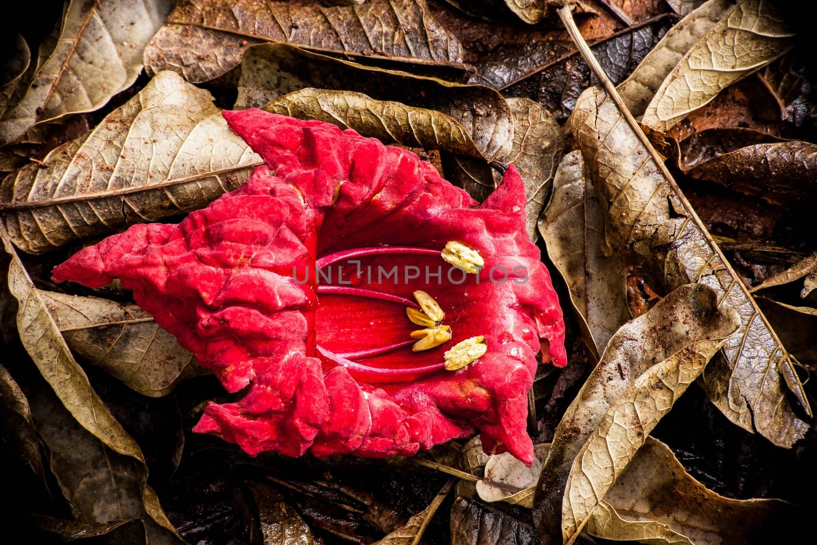 The red flower of the African Sausage Tree, Kigelia africana on brown leaves.