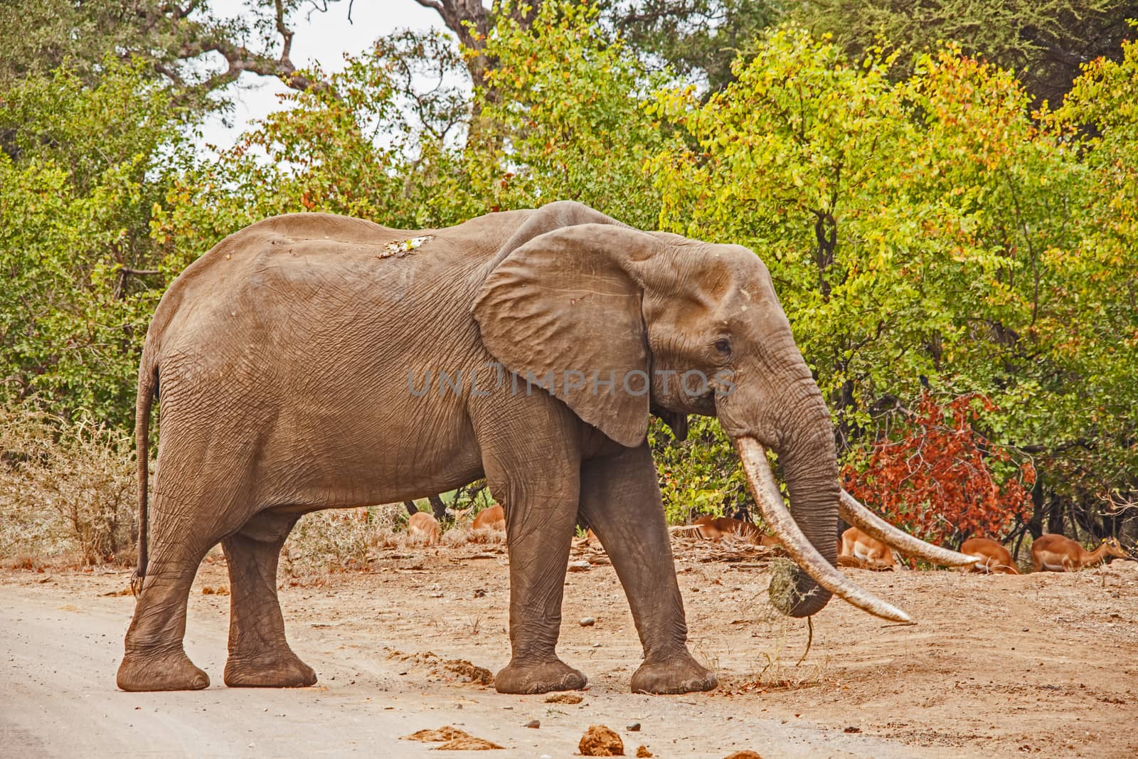 African Elephant (Loxodonta africana) by kobus_peche