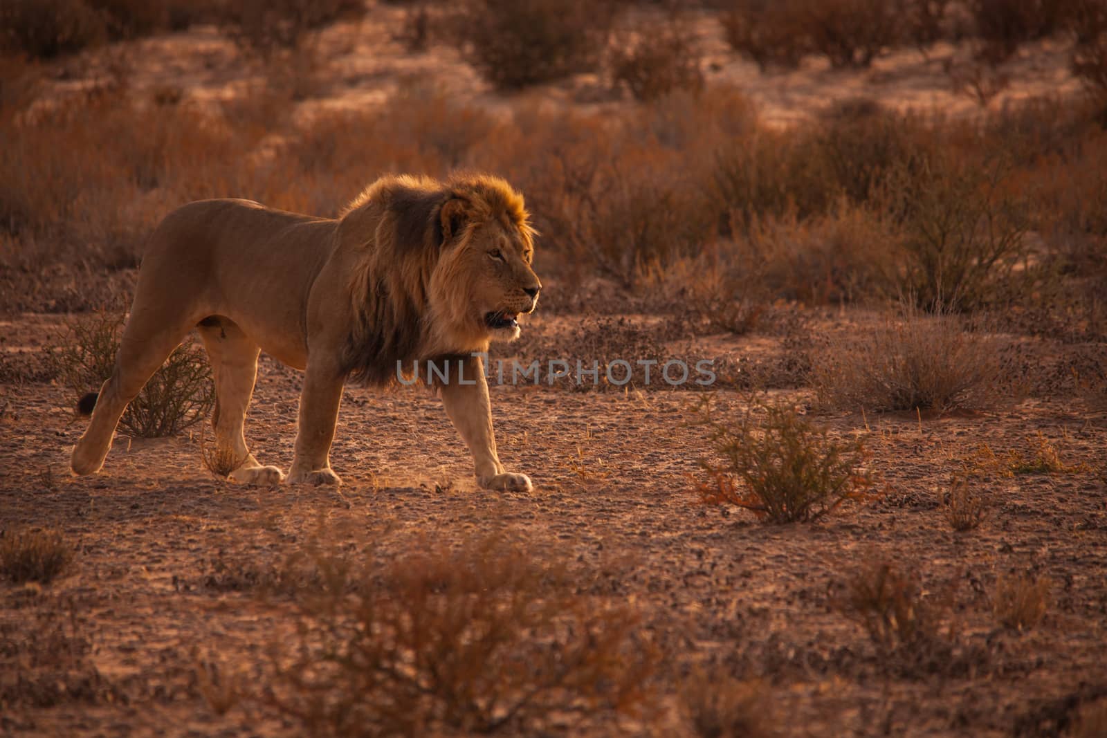 Male Lion (Panthera leo) patroling his territory in Kgalagadi Trans Frontier National Park, Southern Africa