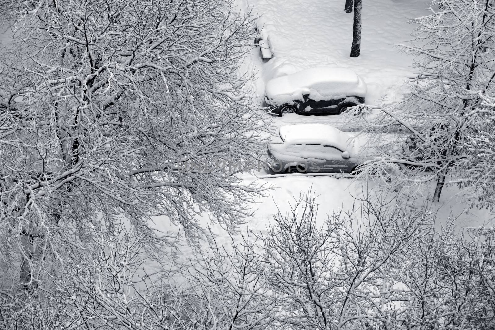 Winter branchs and car covered with snow