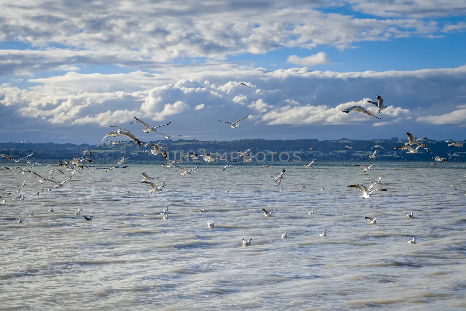 Seagulls on Rotorua lake landscape, New Zealand