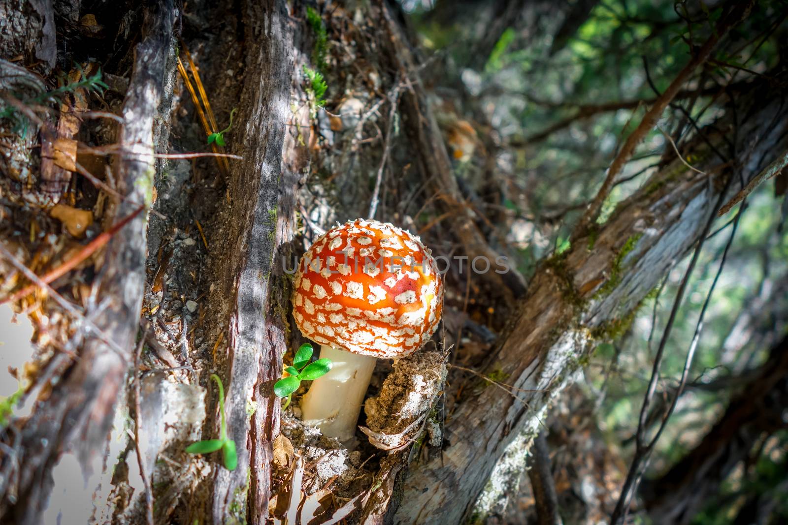 Amanita muscaria. fly agaric toadstool by daboost