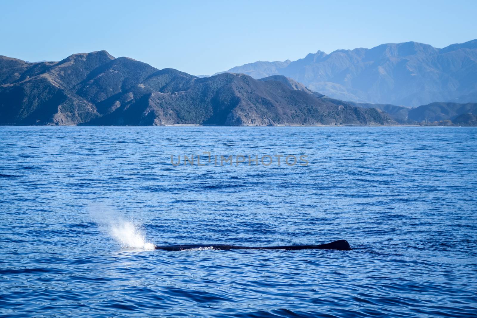 Whale in Kaikoura bay, New Zealand by daboost