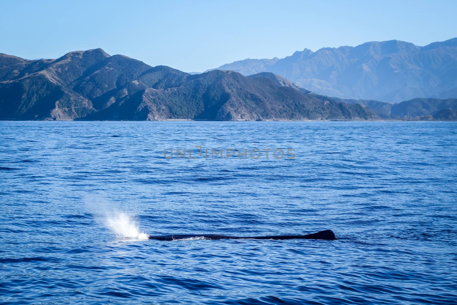 Whale watching in Kaikoura bay, New Zealand