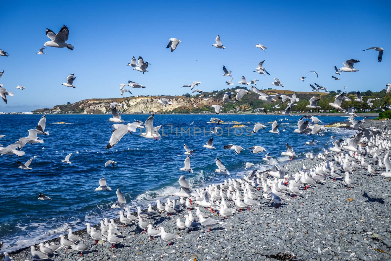 Seagulls flying on Kaikoura beach, New Zealand