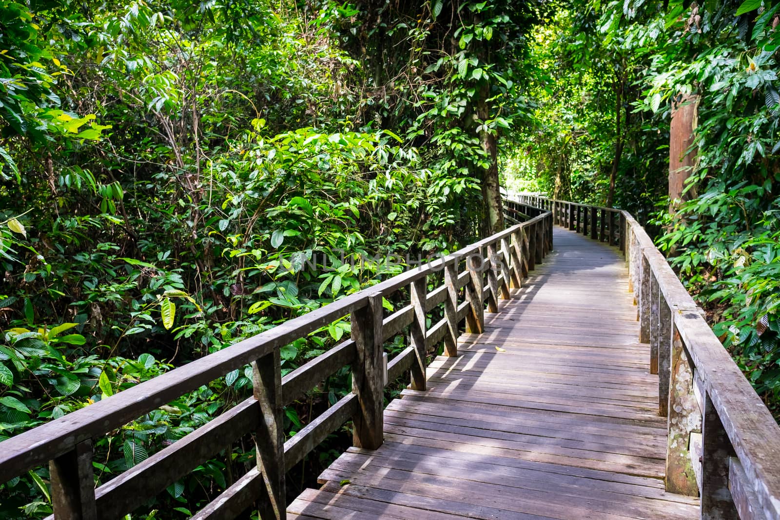 Wooden path in tropical rainforest