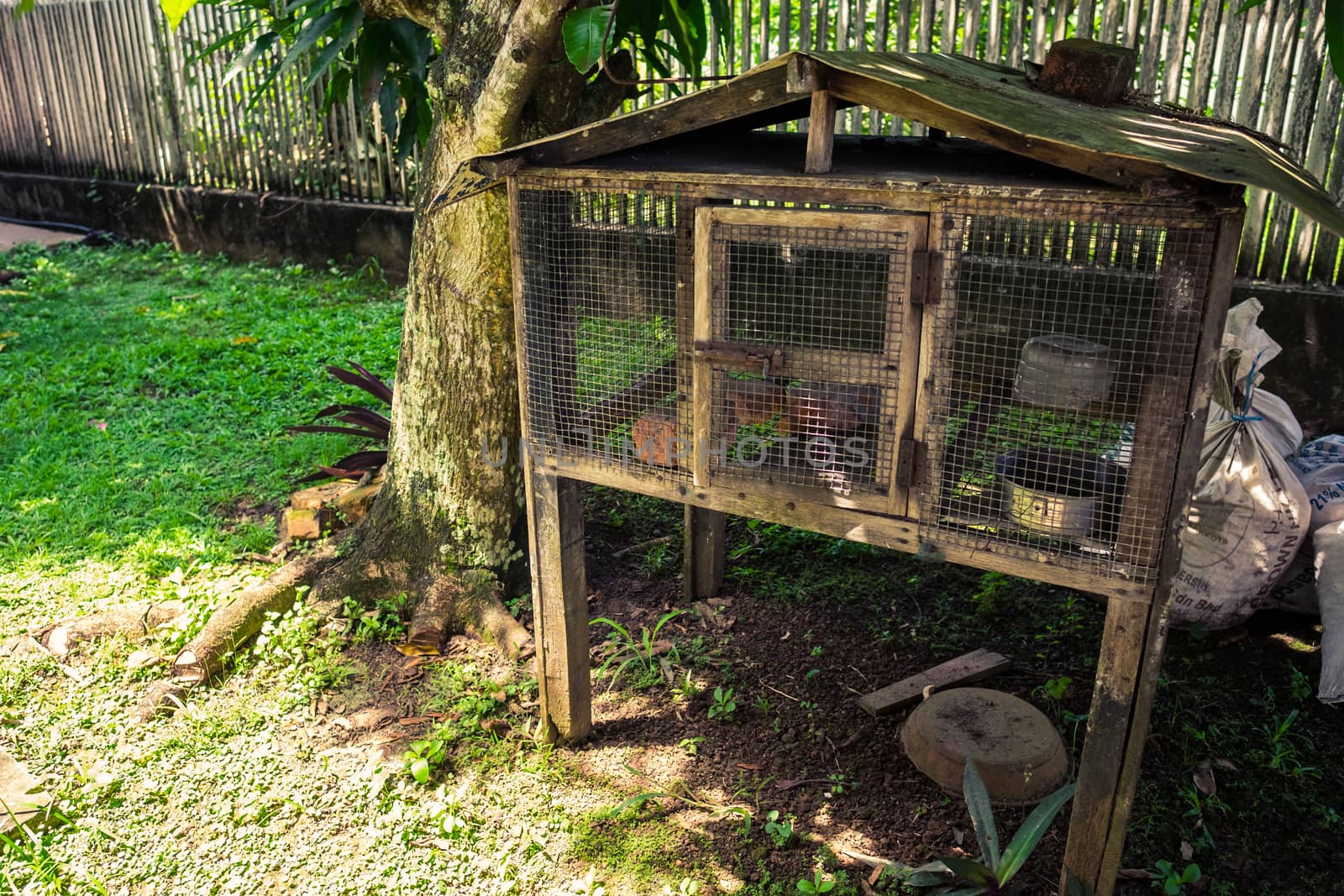 Empty chicken house under a tree