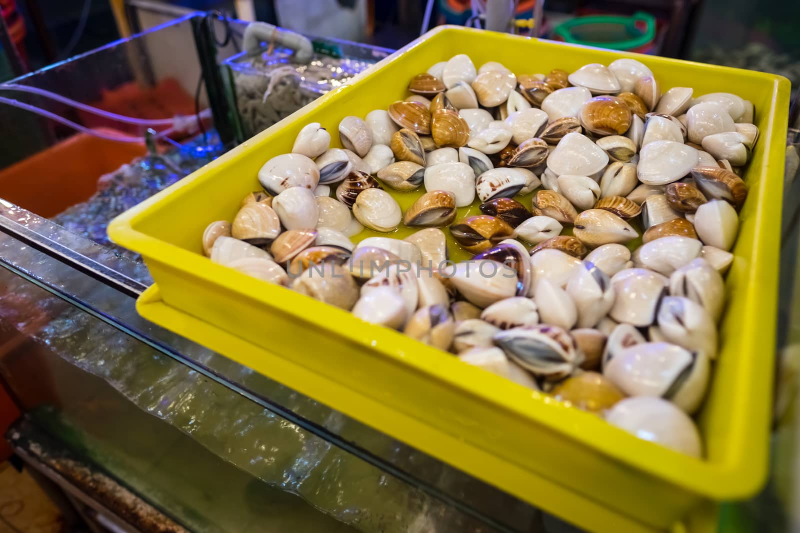 Fresh live clams seen in the live seafood section of a restaurant