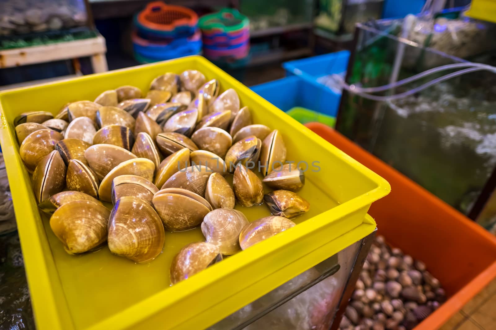 Fresh live clams seen in the live seafood section of a restaurant