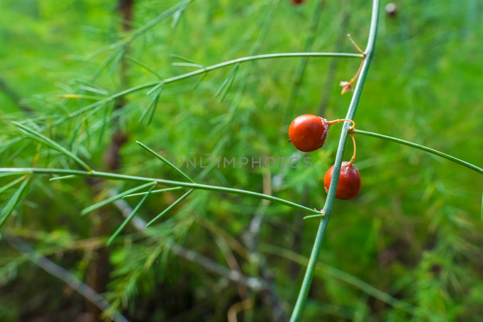 Orange colored fruits on Asparagus Plants