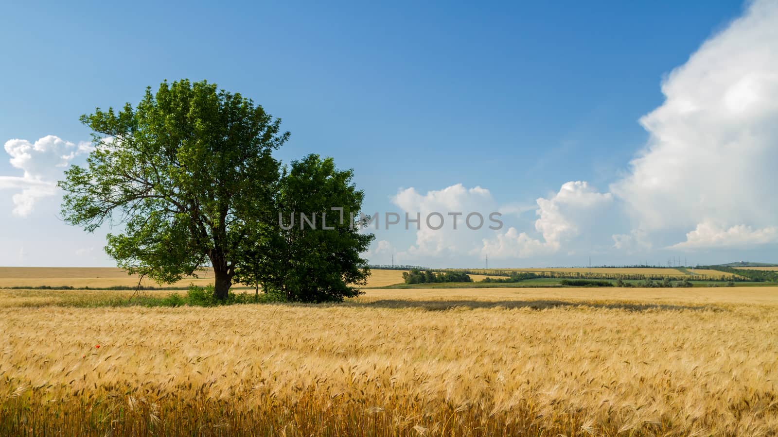 Panorama wheat field by fogen
