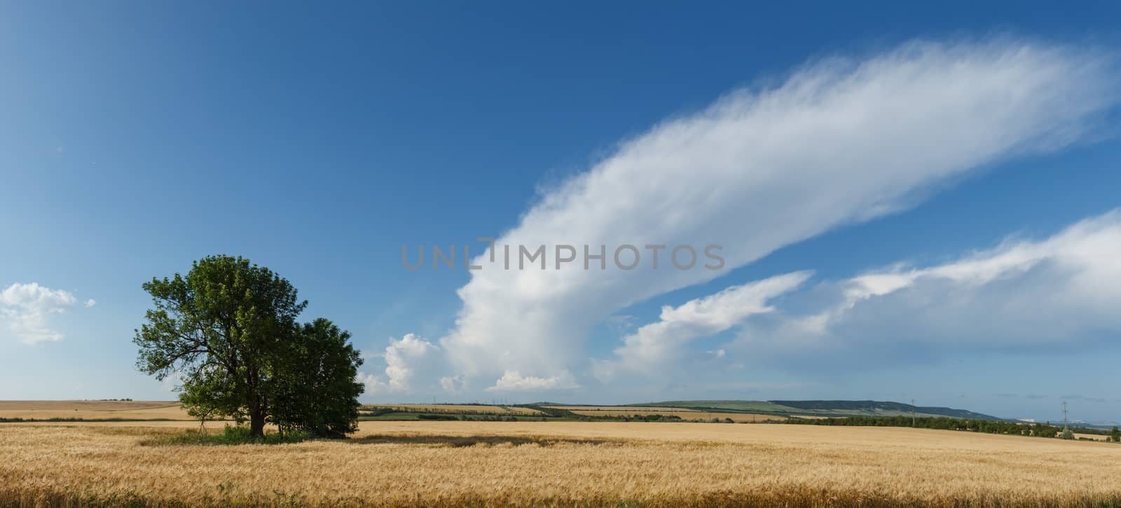 Wheat field on a background of blue sky. Panorama from multiple images