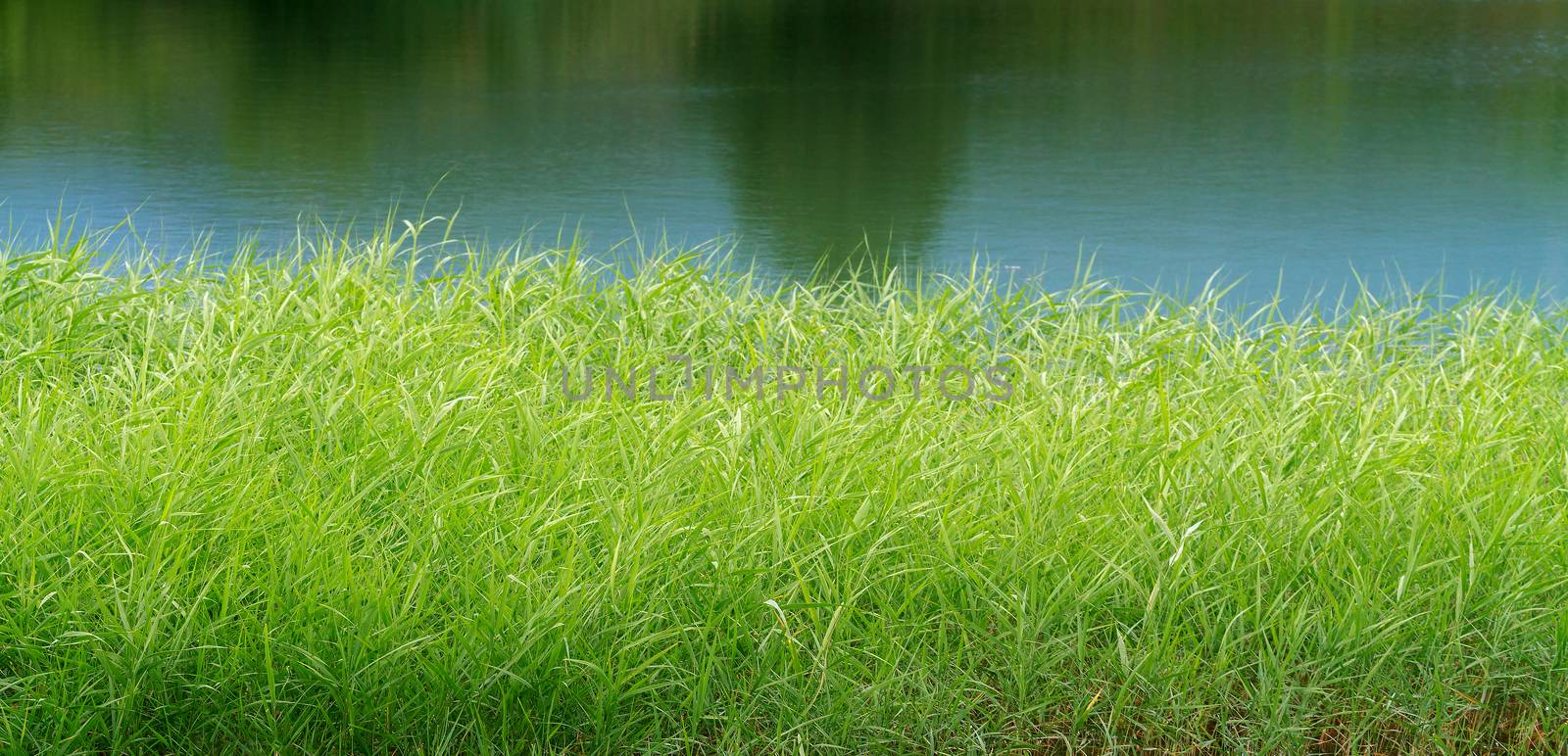 Thickets of reeds against the background of the lake