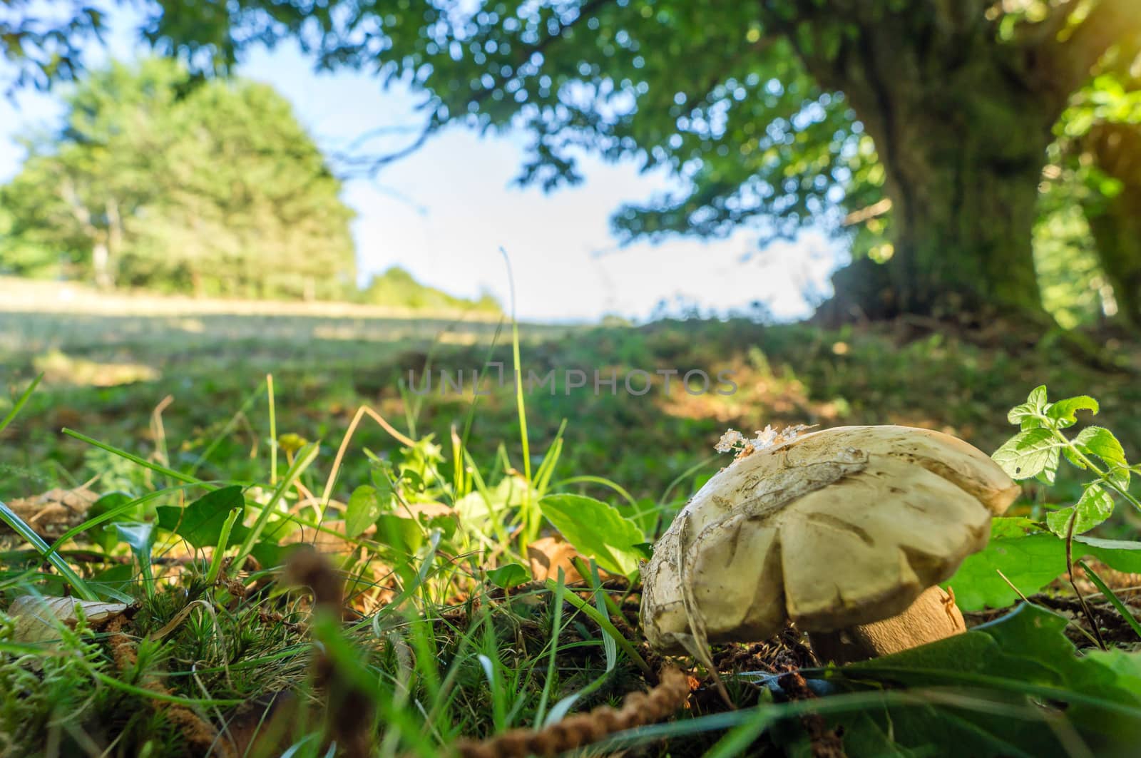 A cep at the limit of the forest and meadow in France