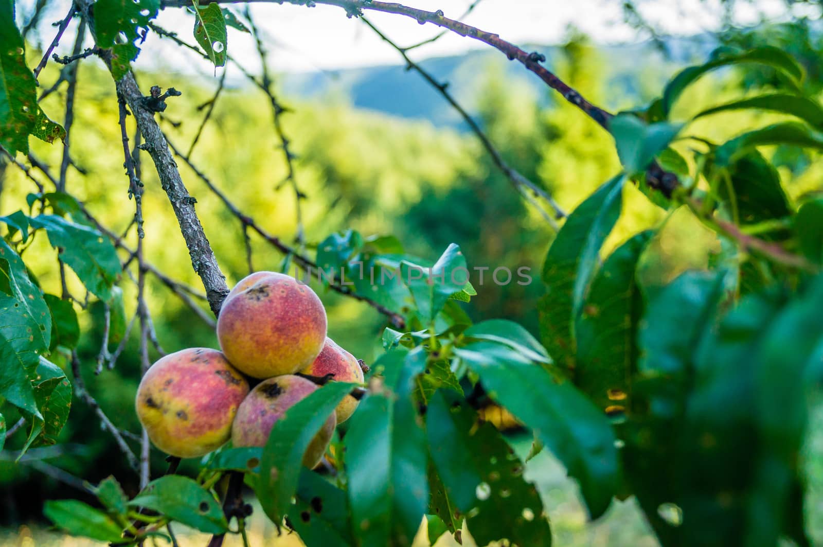 Wild peaches in France in the summer