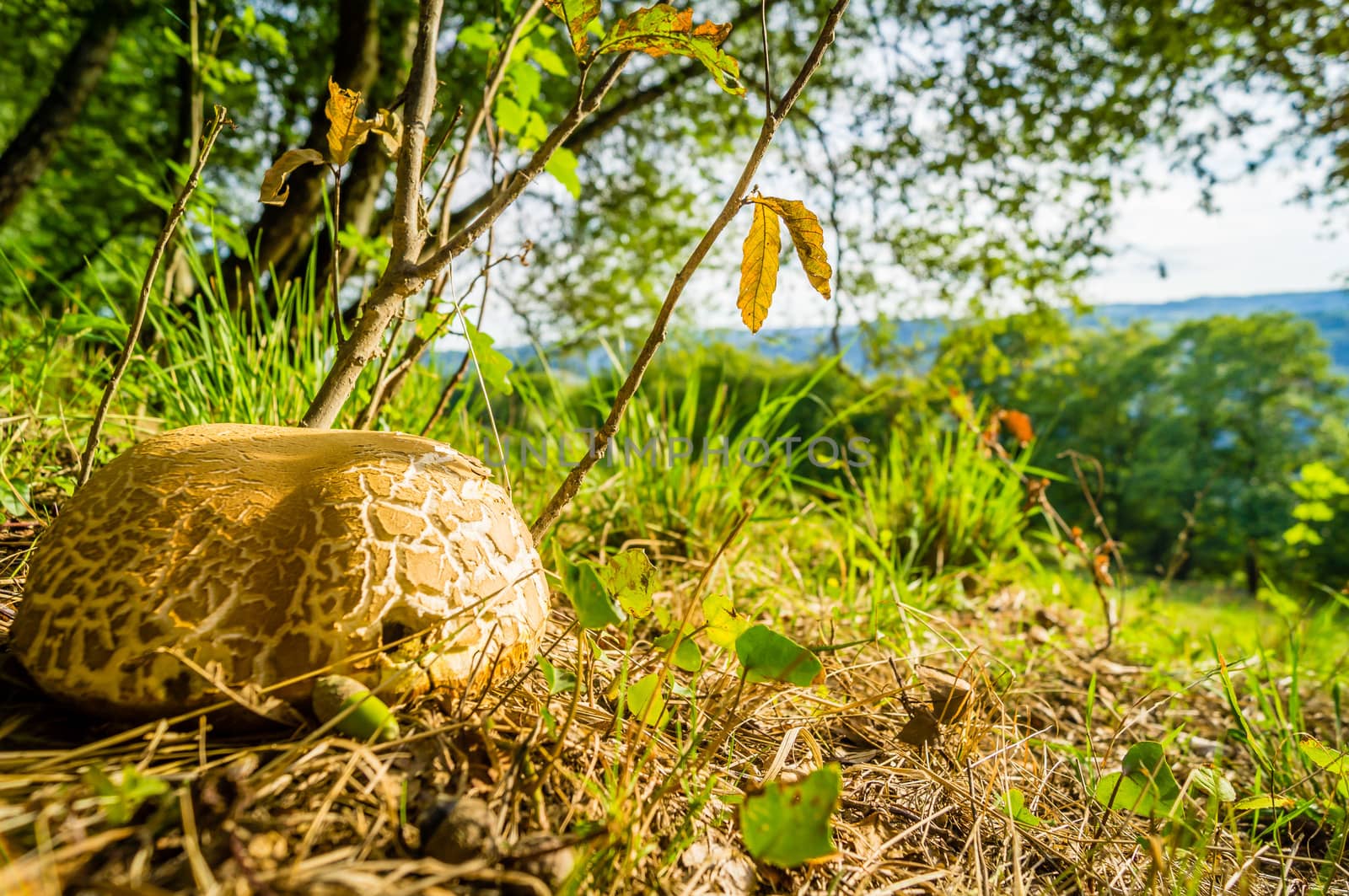 Cep mushroom in the Quercy region in France