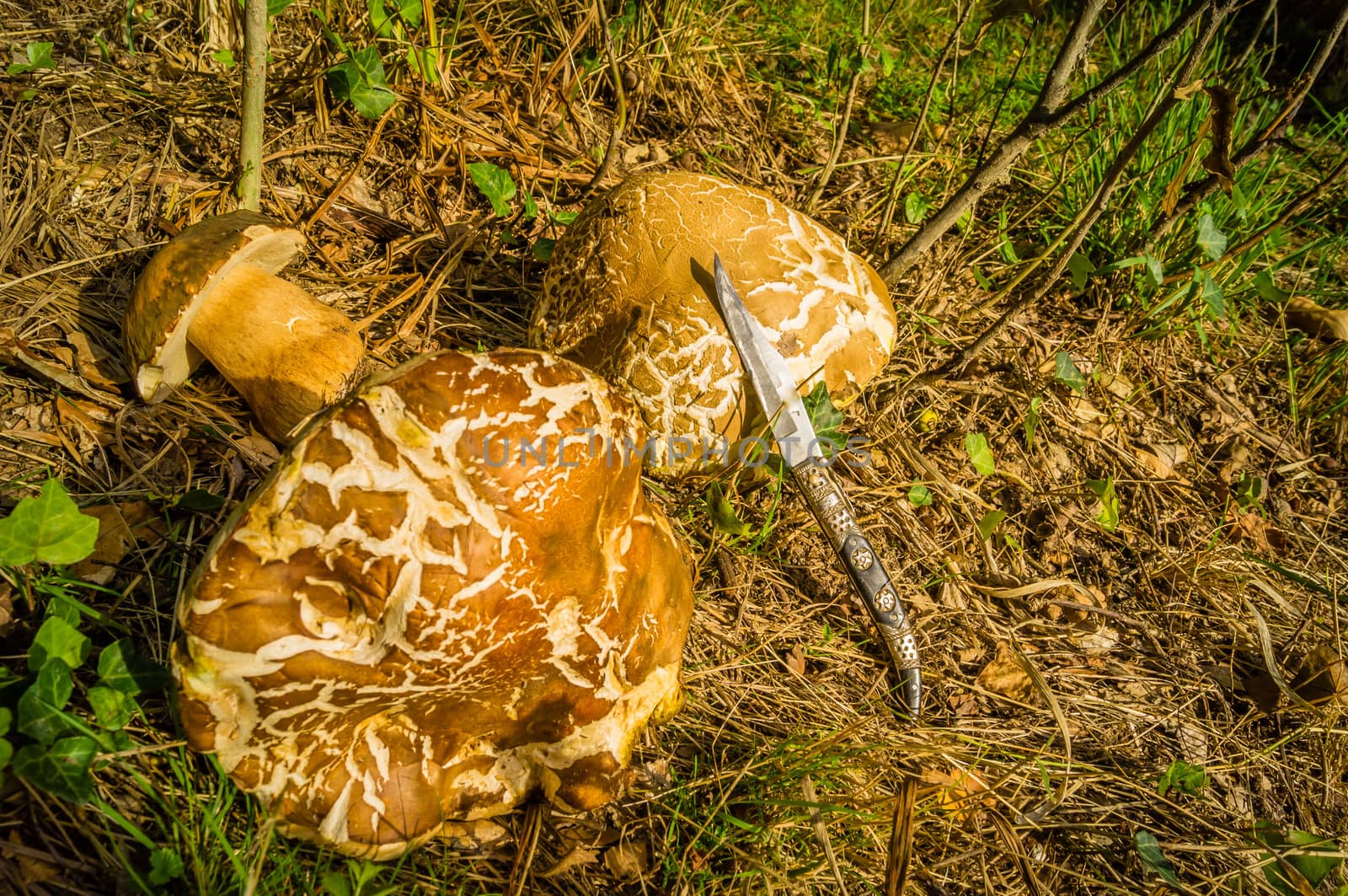 Gigantic cep mushrooms in the South of France