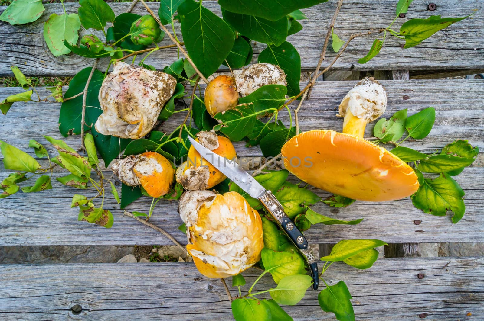 Caesar mushrooms picking and knife on a wooden table