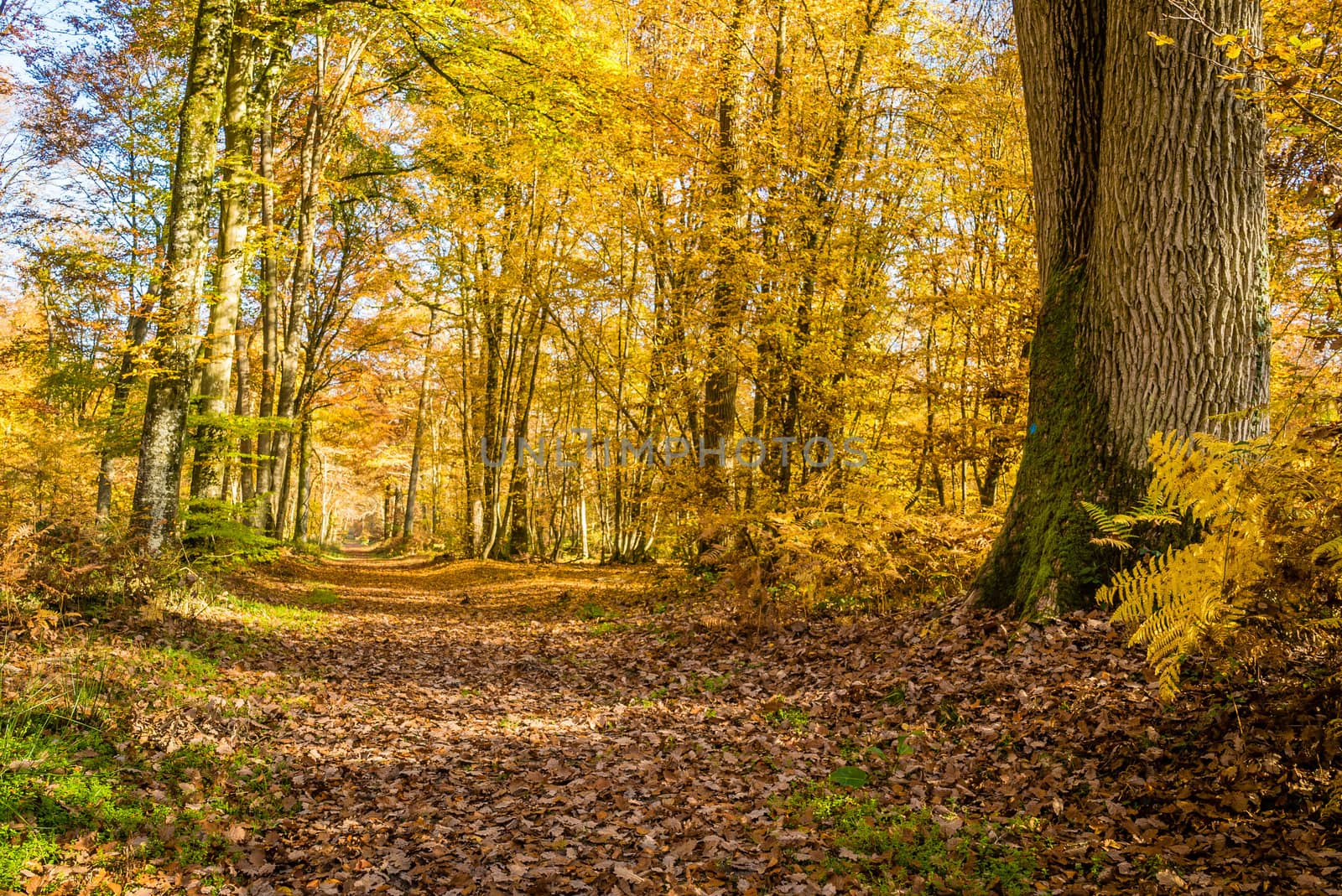 Walk in the Fontainebleau forest in autumn in France