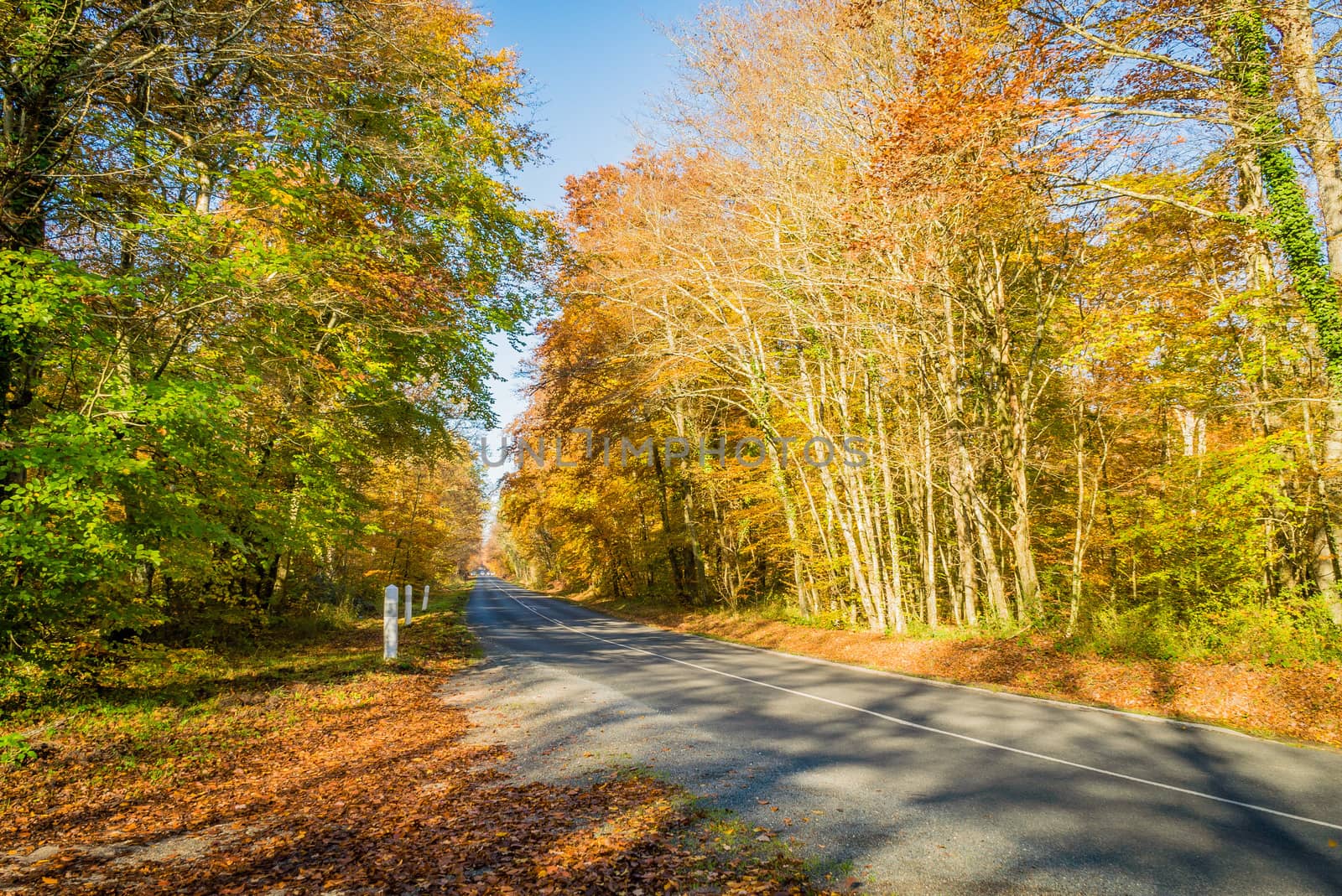 Road in Fontainebleau forest in autumn close to Paris