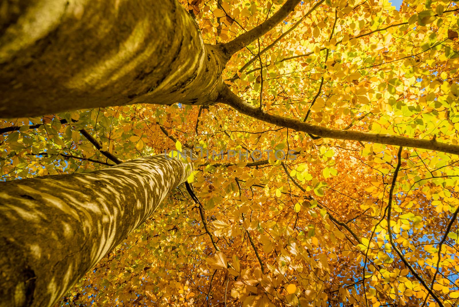 Bright yellow leaves in autumn in Fontainebleau forest close to Paris