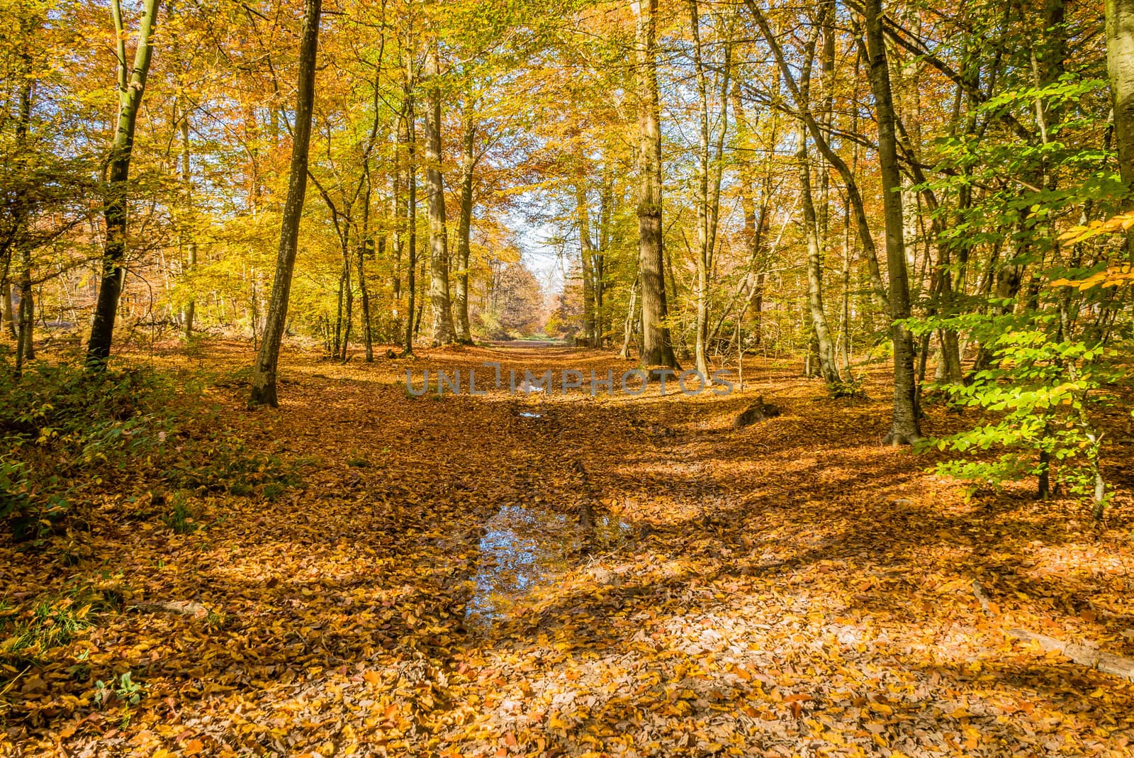 After the rain in Fontainebleau forest in autumn