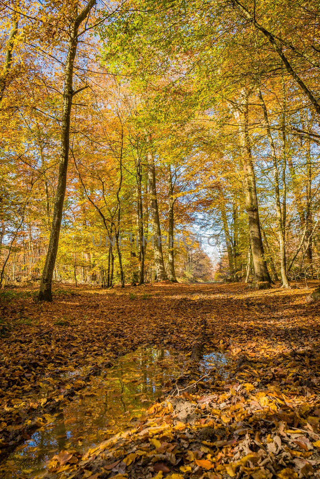 Autumn walk in the Fontainebleau forest in France