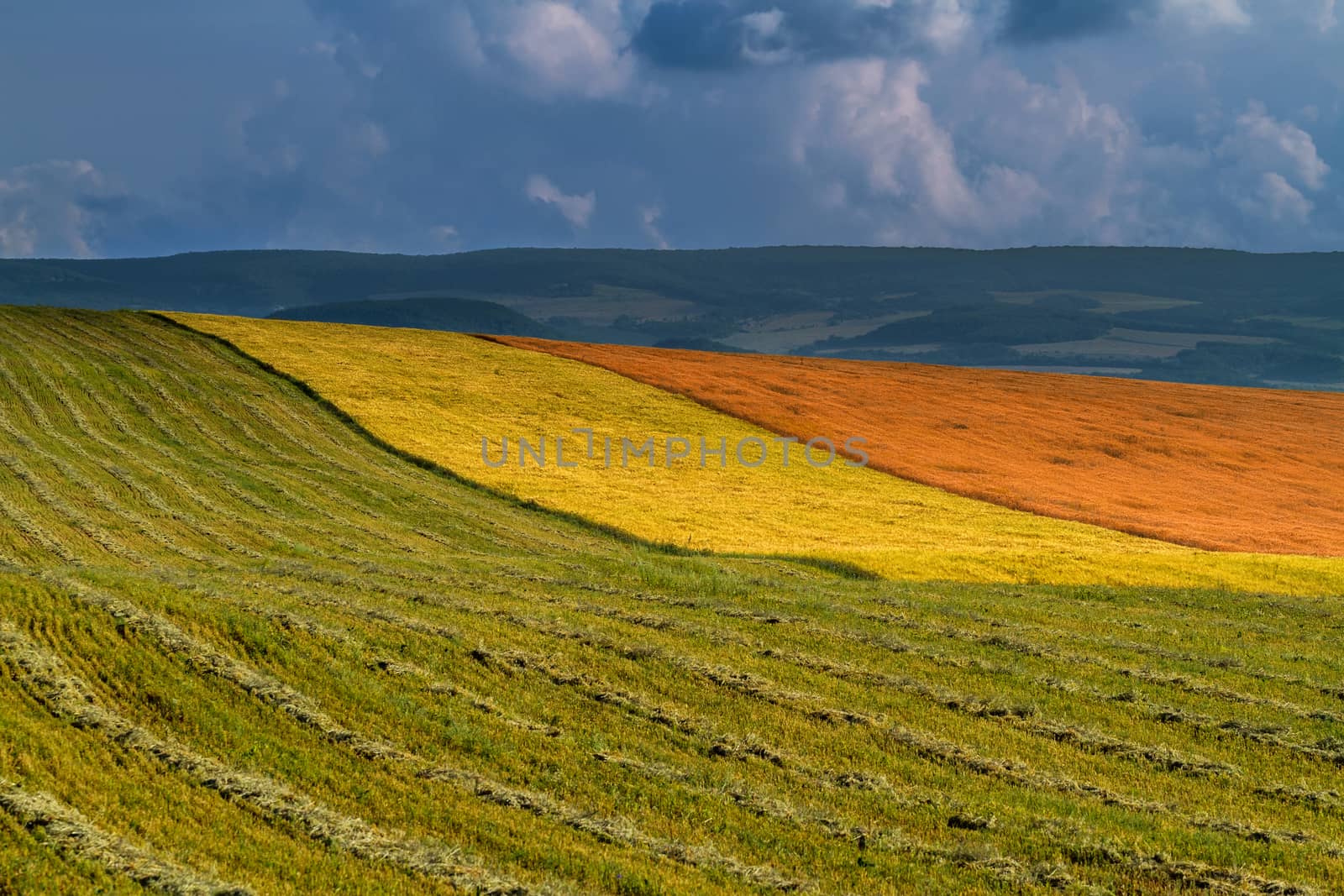 Panorama ripening wheat field by fogen