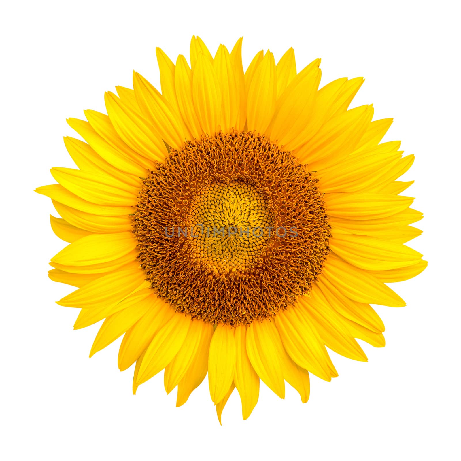 Sunflower isolated on white background, Sunflower natural background. by gutarphotoghaphy