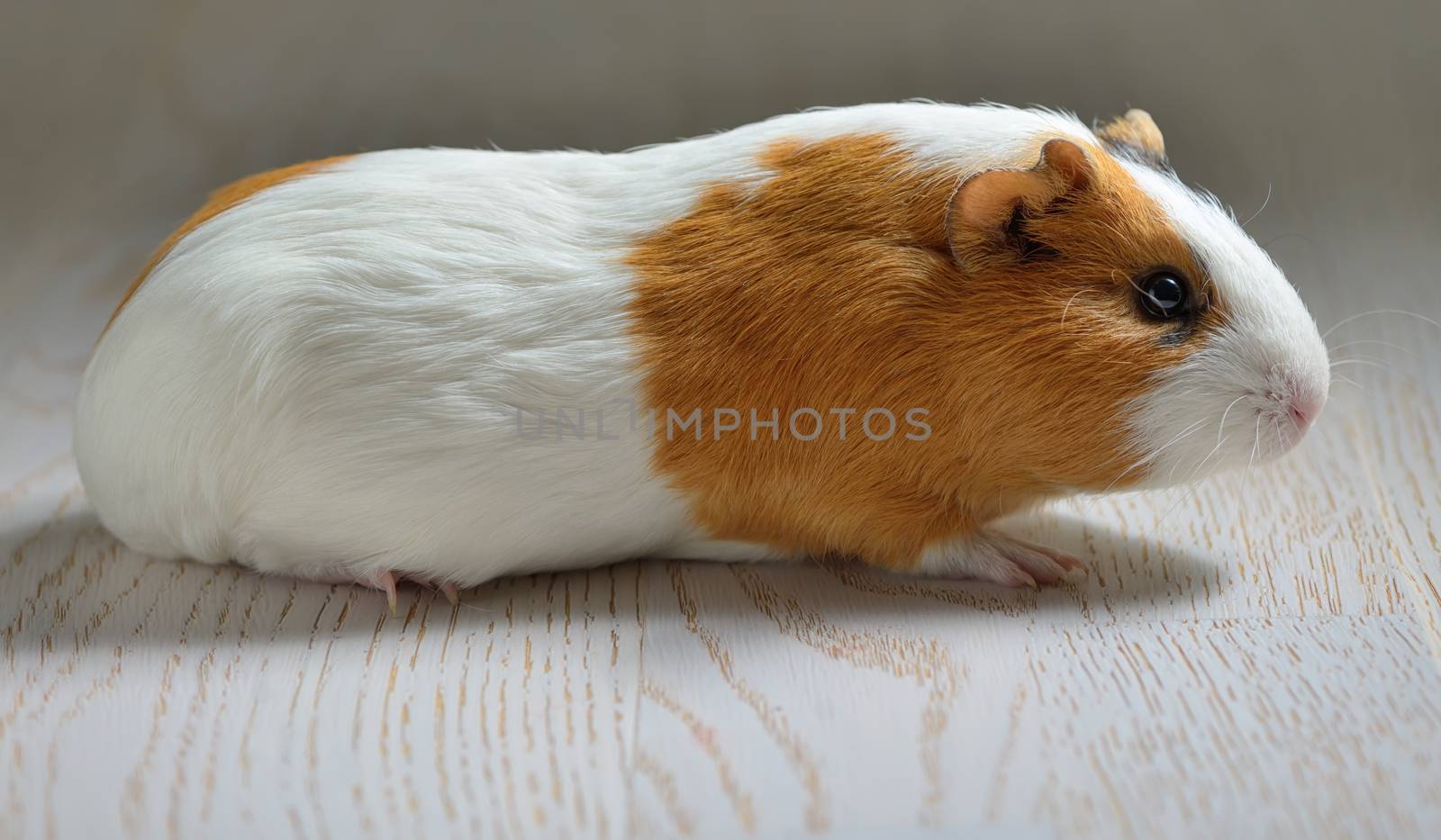 Small cute guinea pig isolated on wooden table
