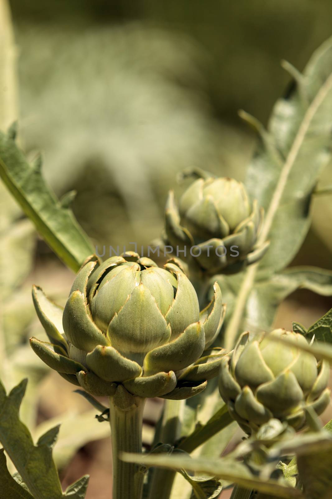 Green artichoke Cynara cardunculus grows tall in an organic garden