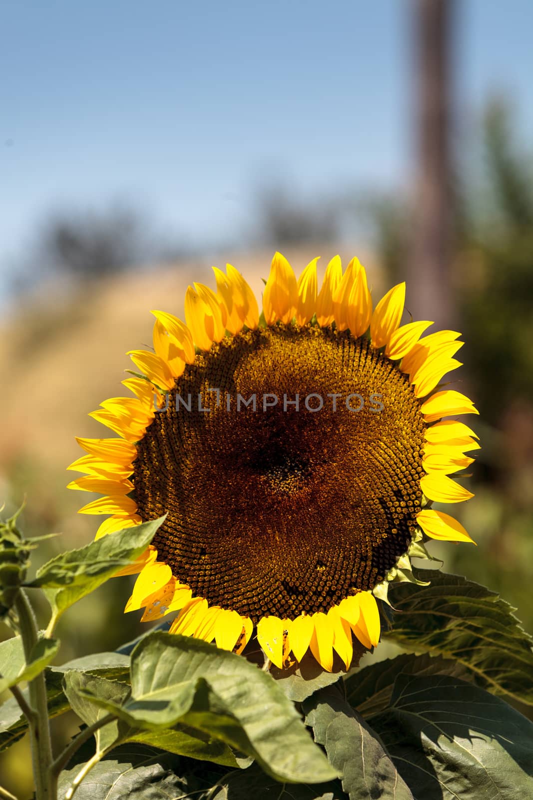 Sunflower, Helianthus annuus, with honeybees by steffstarr