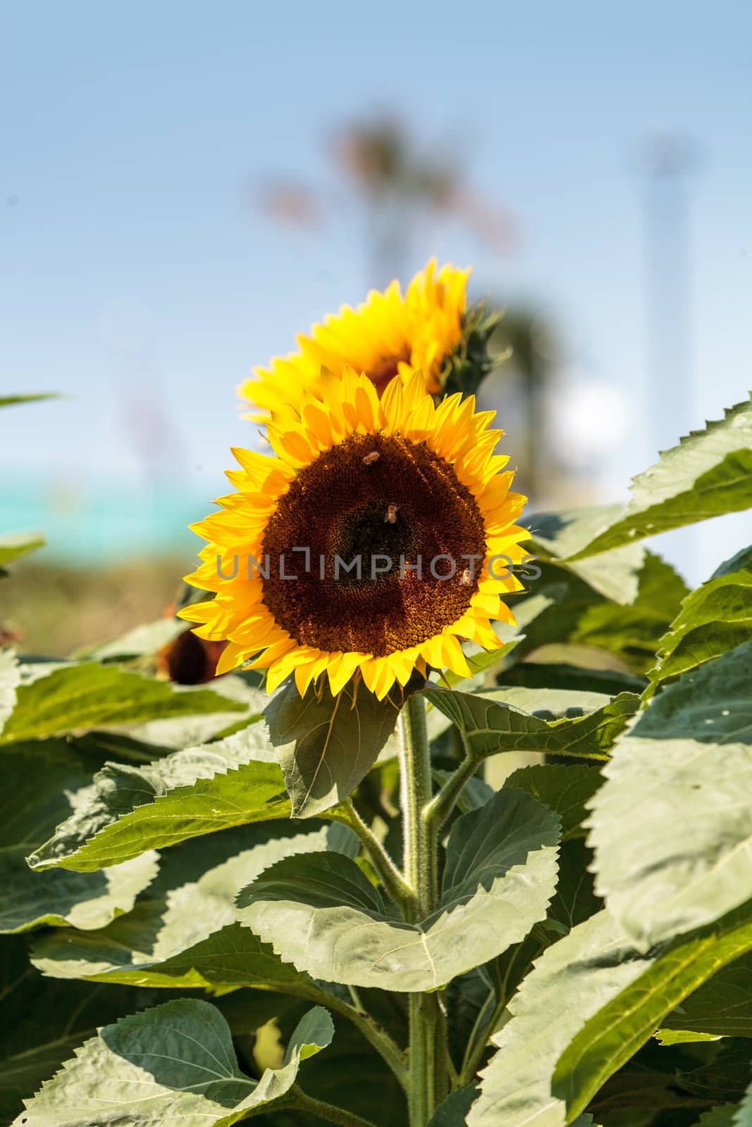 Sunflower, Helianthus annuus, with honeybees by steffstarr