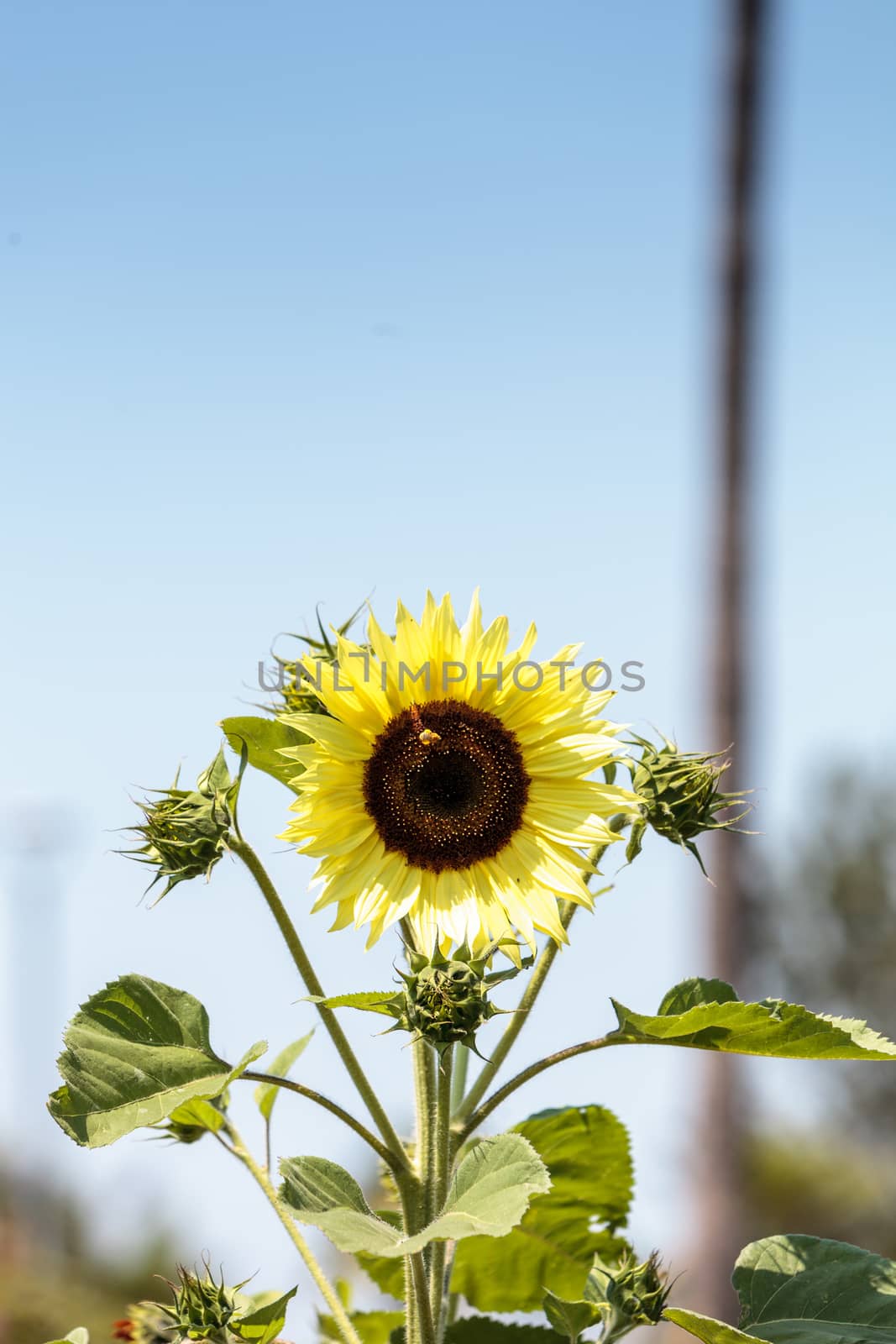 Sunflower, Helianthus annuus, blooms in spring in a garden with honeybees gathering pollen.