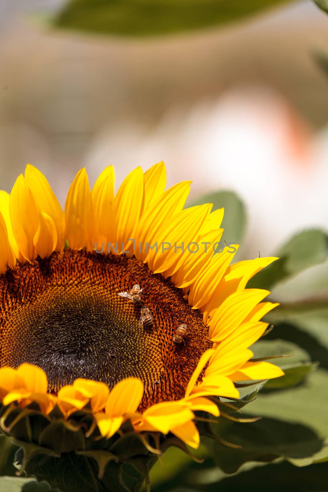 Sunflower, Helianthus annuus, blooms in spring in a garden with honeybees gathering pollen.