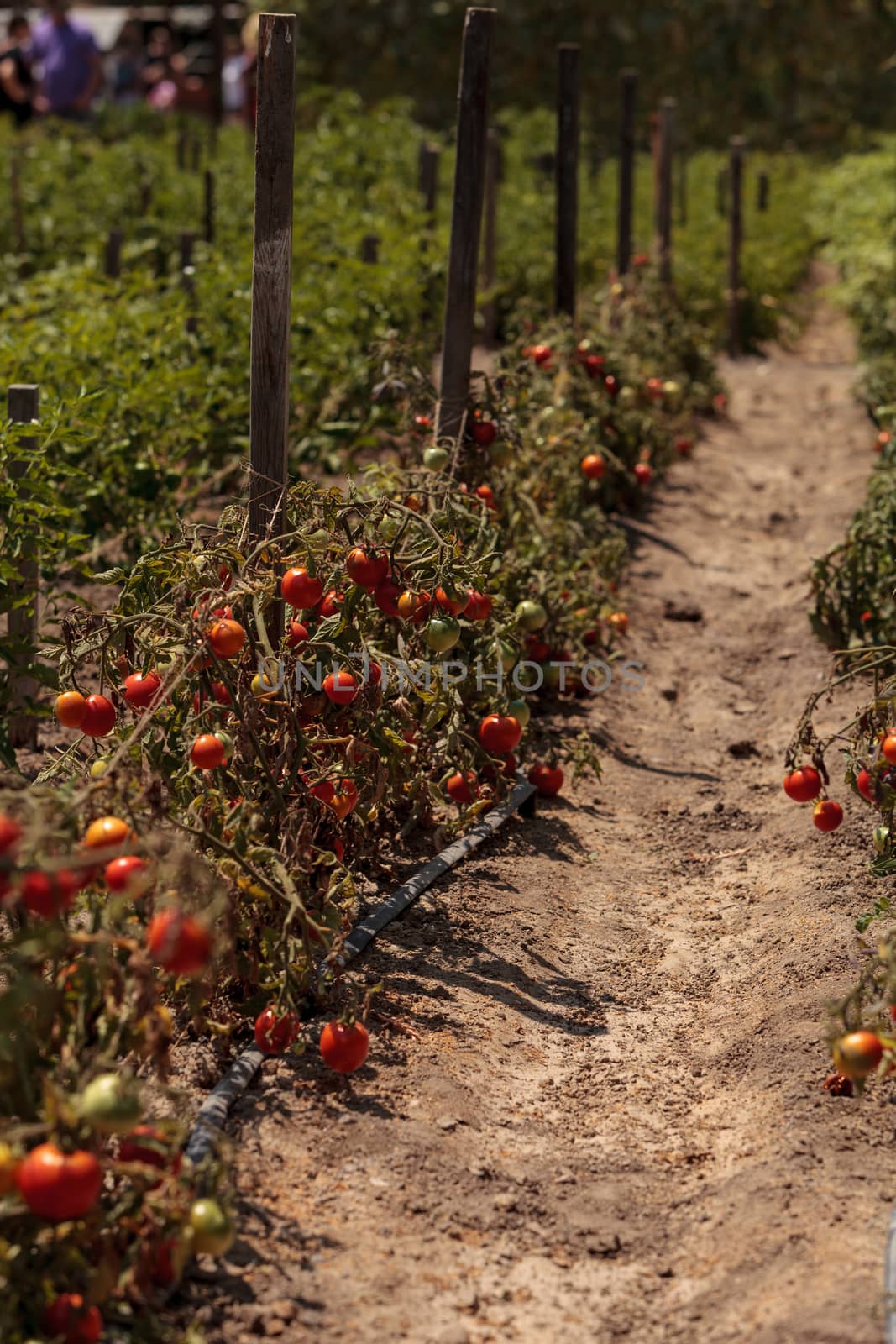 Cherry tomatoes growing in an organic home garden by steffstarr