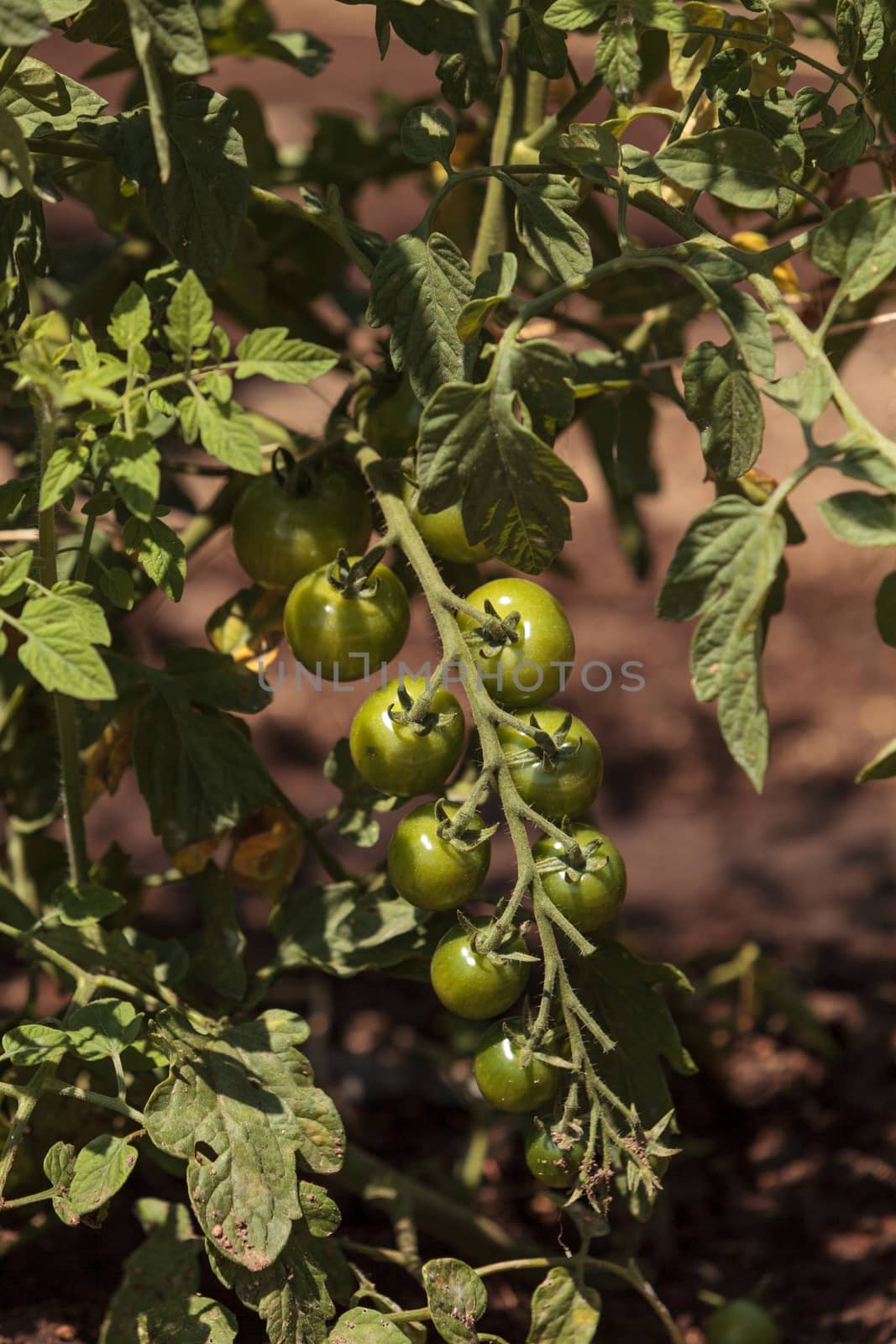 Cherry tomatoes growing in an organic home garden in spring in Southern California.