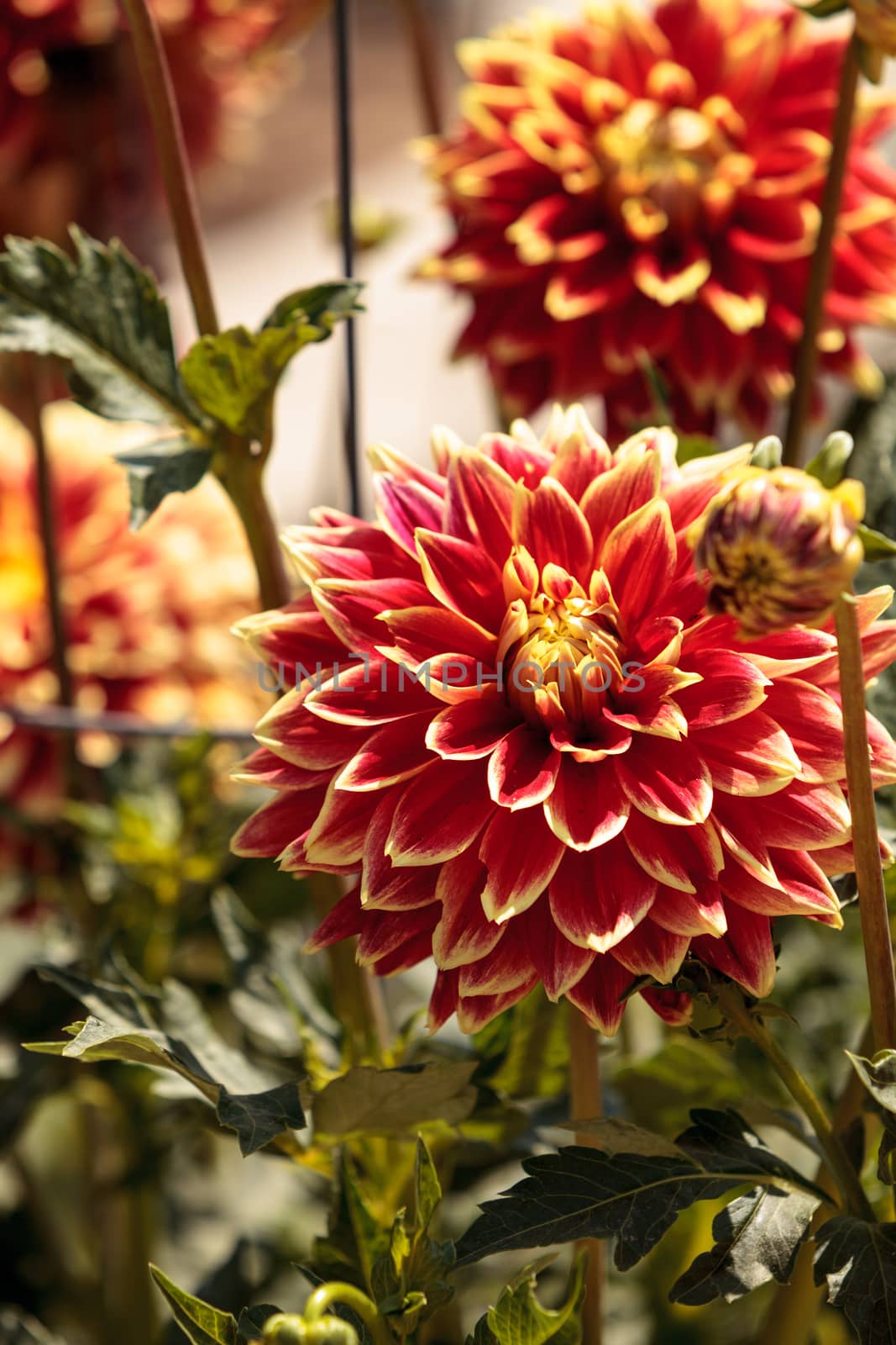 Pink and white Dahlia flower by steffstarr