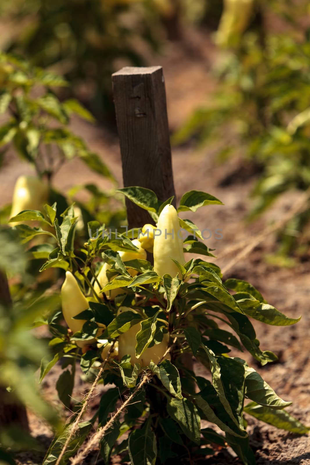 Ivory bell pepper grows in a vegetable garden in summer