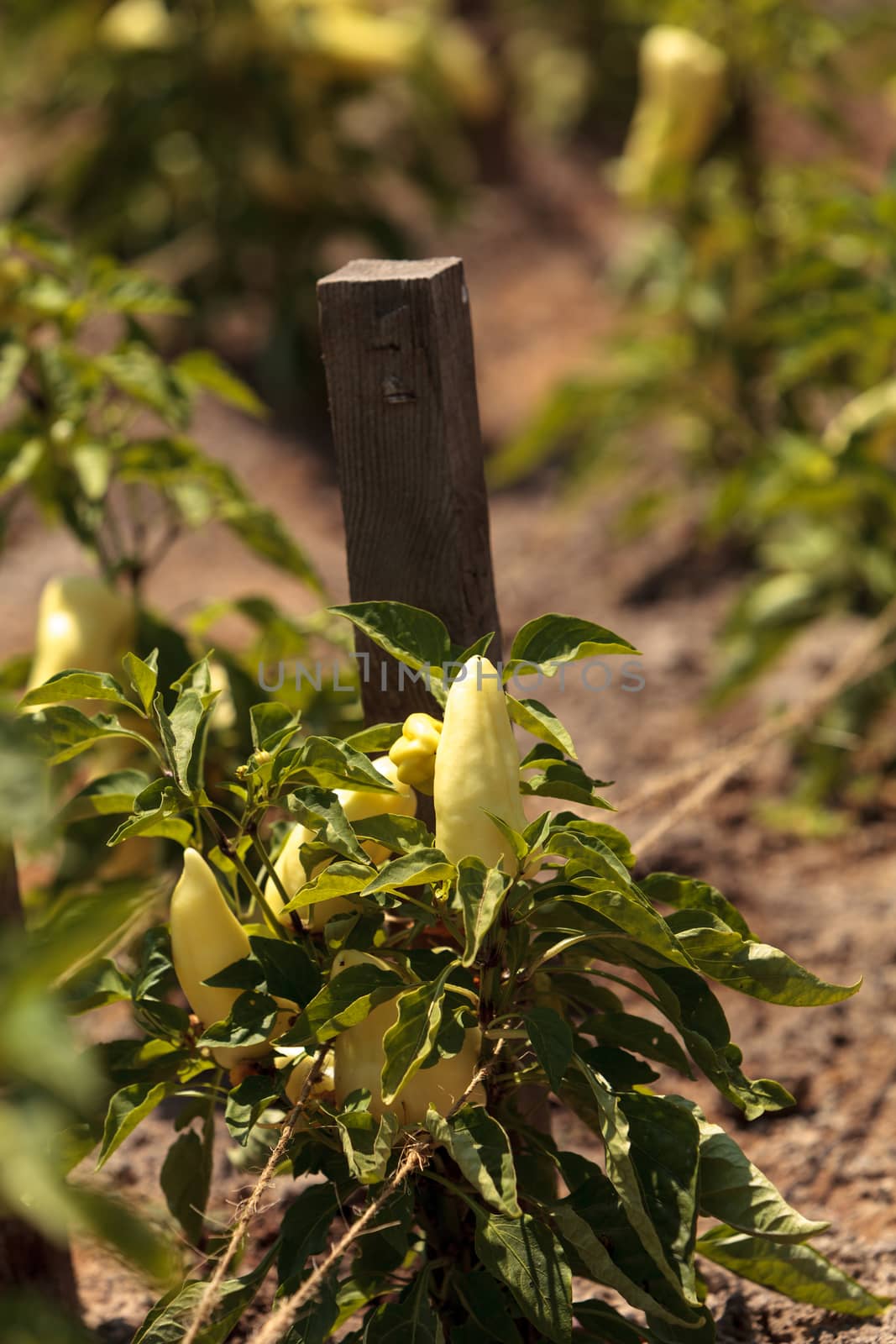 Ivory bell pepper grows in a vegetable garden in summer