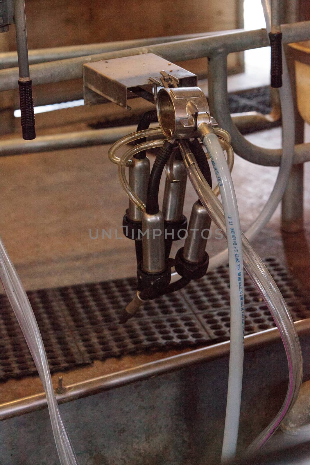 Electronic cow milking machine at a farm in a dairy barn in summer