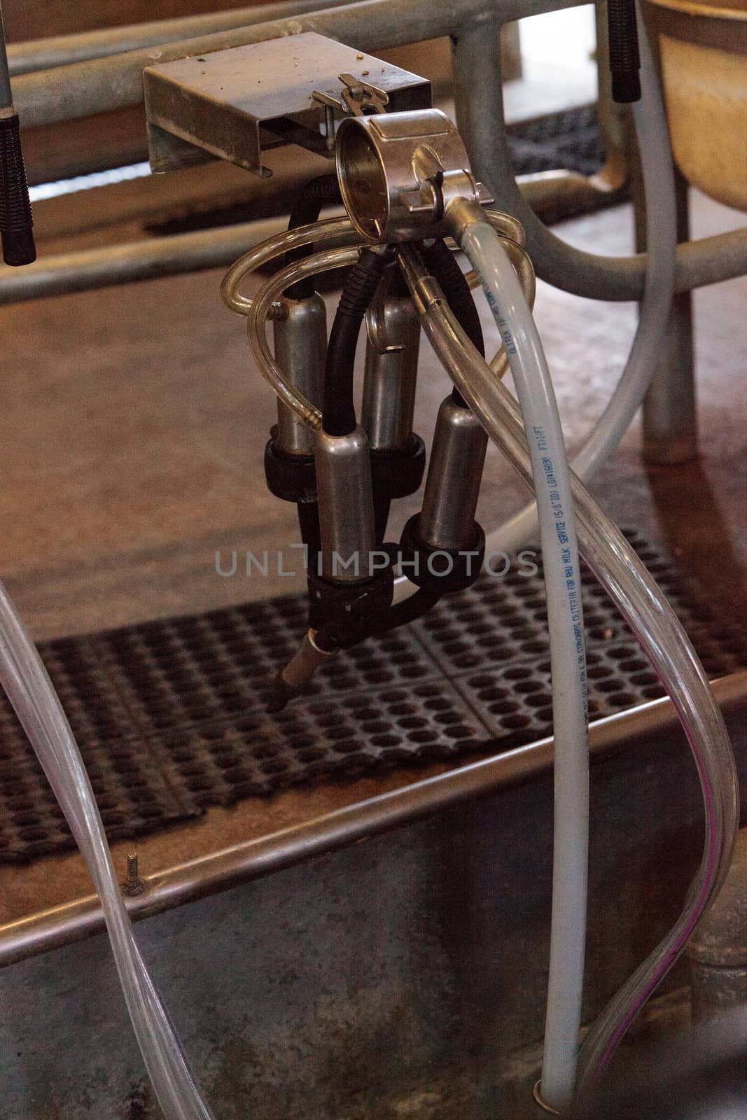 Electronic cow milking machine at a farm in a dairy barn in summer