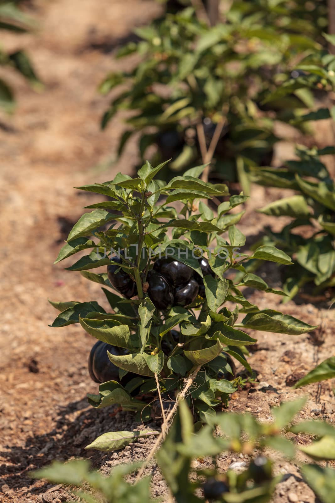 Purple bell peppers growing in an organic garden in spring in Southern California.